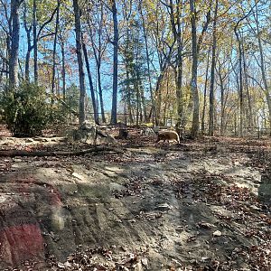 Red River Hog Exhibit