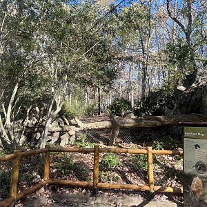 Red River Hog Exhibit