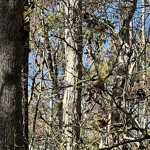 Carolina Chickadee