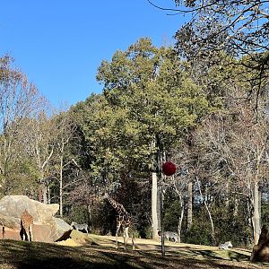Giraffe and Plains Zebras