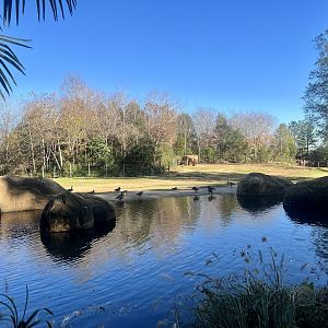 African Elephant Exhibit
