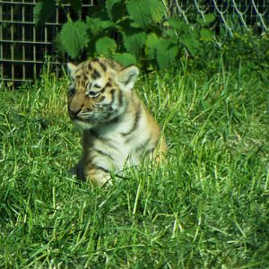 Amur Tiger Cub, Banham Zoo