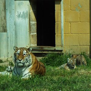 Amur Tiger Family, Banham Zoo