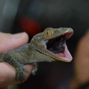 Reeves's tokay gecko (Gekko reevesii)