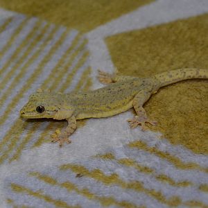 Kodakarajima Island gecko (Gekko vertebralis)