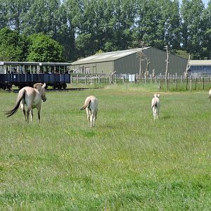 Przewalski's Horse foals