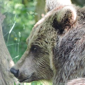 European Brown Bear