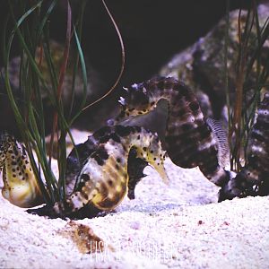 big bellied seahorse