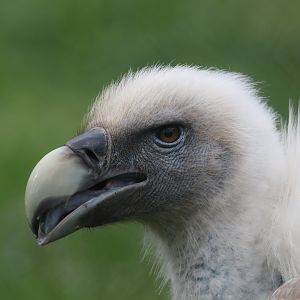 Griffon vulture