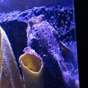 Pacific spotted scorpionfish