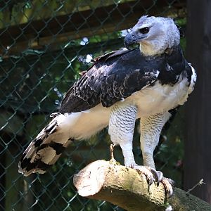 Harpy eagle (Harpia harpyja)