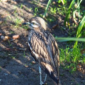Eurasian stone-curlew (Burhinus oedicnemus), 2022-11-12