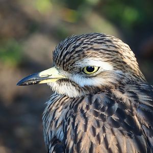Eurasian stone-curlew (Burhinus oedicnemus), 2022-11-12