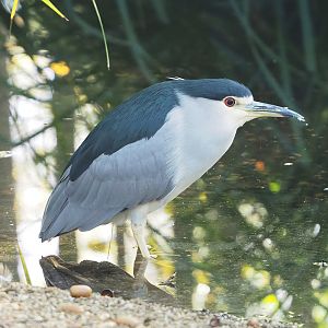 Black-crowned night heron (Nycticorax nycticorax nycticorax), 2022-11-12