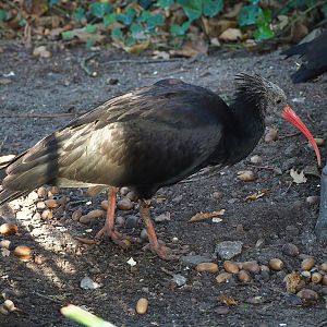 Juvenile Waldrapp (Geronticus eremita), 2022-11-12