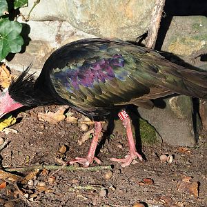 Foraging Waldrapp (Geronticus eremita), 2022-11-12