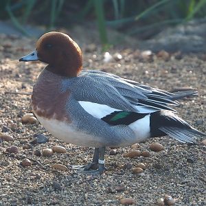 Eurasian wigeon drake (Mareca penelope), 2022-11-12