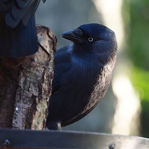 Wild Western jackdaw (Coloeus monedula), 2022-11-12