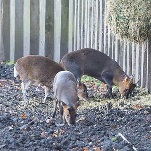 Reeves's muntjacs (Muntiacus reevesi), 2022-11-12