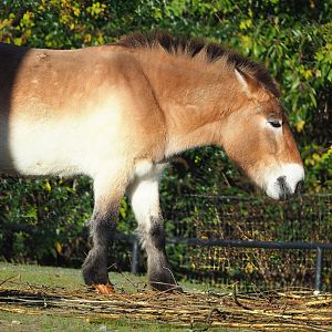 Przewalski's horse (Equus ferus przewalskii), 2022-11-12