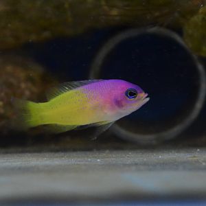 Bicolor basslet (Lipogramma klayi)