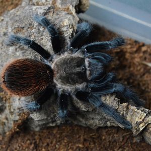 Dorada tarantula (Tliltocatl sp. 'Loc. Dorada')