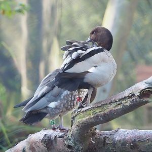 Australian maned wood duck (Chenonetta jubata), 2022-11-12