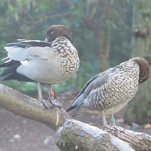 Australian maned wood ducks (Chenonetta jubata), 2022-11-12