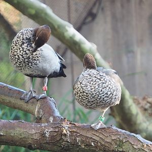Australian maned wood ducks (Chenonetta jubata), 2022-11-12