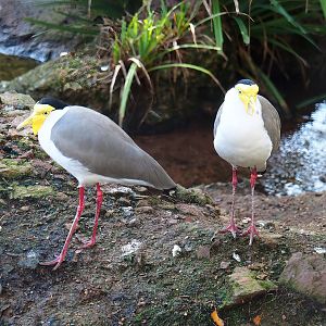 Masked lapwings (Vanellus miles), 2022-11-12