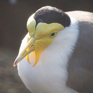 Masked lapwing (Vanellus miles), 2022-11-12