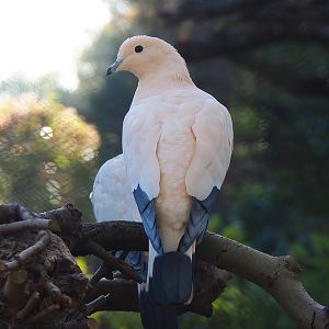 Pied imperial pigeon (Ducula bicolor), 2022-11-12