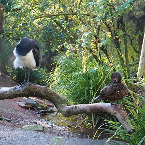 Straw-necked ibis (Threskiornis spinicollis) and Female Chestnut teal (Anas castanea), 2022-11-12