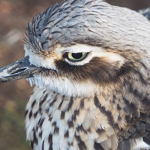 Bush stone-curlew (Burhinus grallarius), 2022-11-12