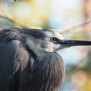 White-faced heron (Egretta novaehollandiae), 2022-11-12