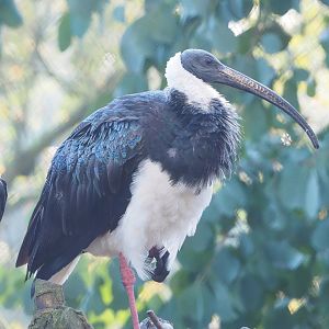 Straw-necked ibis (Threskiornis spinicollis), 2022-11-12