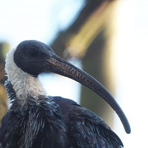 Straw-necked ibis (Threskiornis spinicollis), 2022-11-12
