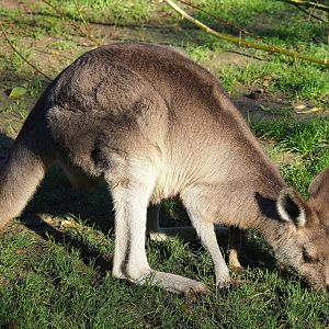 Eastern grey kangaroo (Macropus giganteus), 2022-11-12