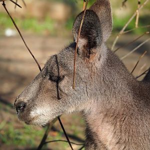 Eastern grey kangaroo (Macropus giganteus), 2022-11-12