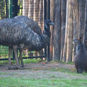 Emu (Dromaius novaehollandiae) and Swamp wallaby (Wallabia bicolor), 2022-11-12