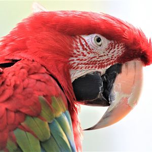 Green-winged Macaw, Detroit Zoo