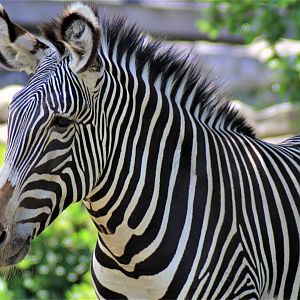 Grevy's Zebra, Detroit Zoo