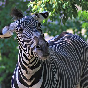 Grevy's Zebra, Detroit Zoo