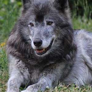 Gray Wolf, Detroit Zoo