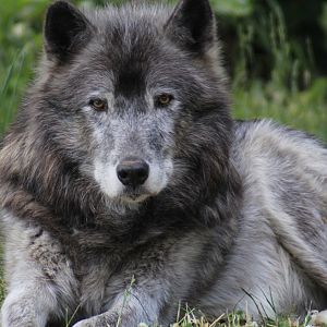 Gray Wolf, Detroit Zoo