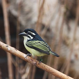 Yellow-rumped tinkerbird (Pogoniulus bilineatus)
