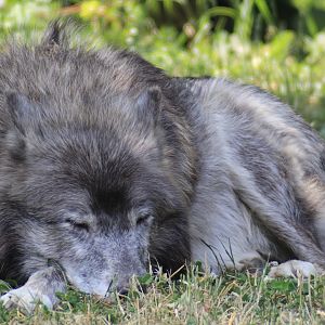 Gray Wolf, Detroit Zoo