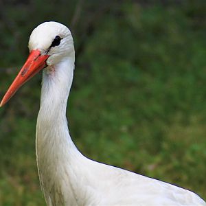 European White Stork, Detroit Zoo