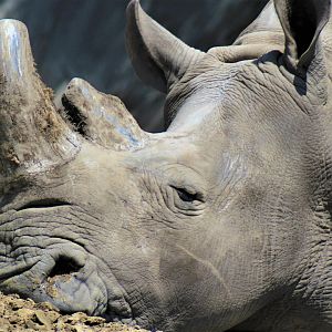 White Rhinoceros, Detroit Zoo