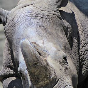 White Rhinoceros, Detroit Zoo